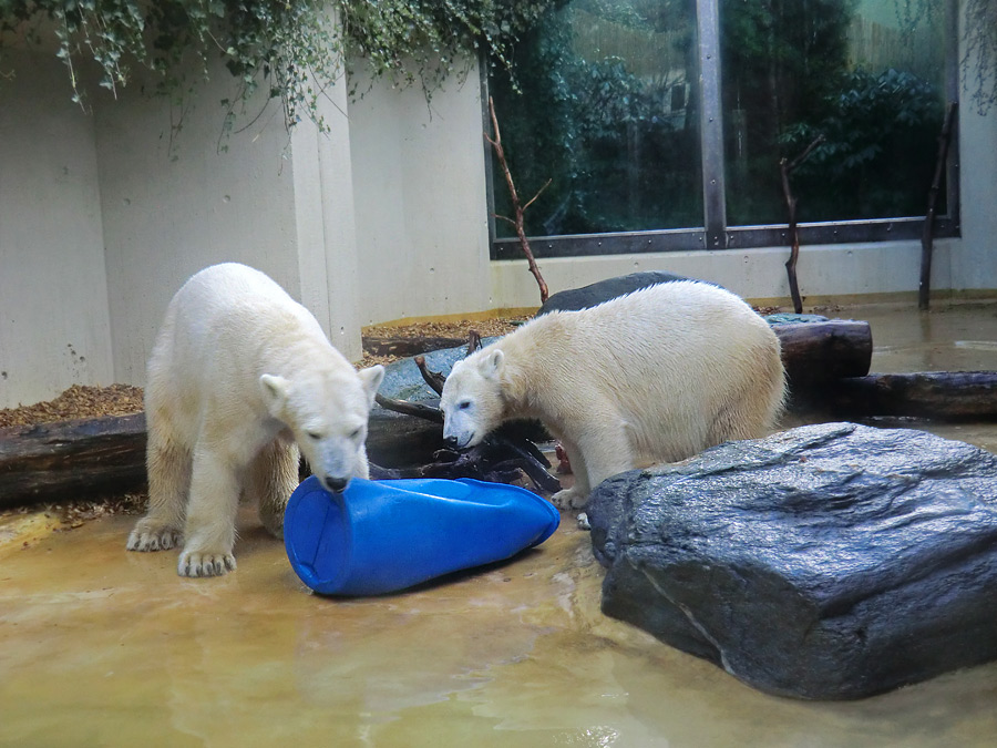 Eisbärin VILMA und Eisbärjungtier ANORI am 17. Februar 2013 im Zoologischen Garten Wuppertal