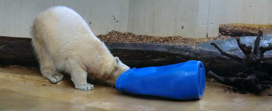 Eisbärjungtier ANORI am 17. Februar 2013 im Zoologischen Garten Wuppertal