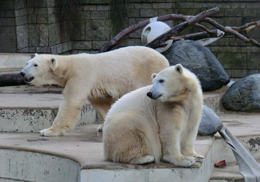 Eisbärin VILMA und Eisbärjungtier ANORI am 17. Februar 2013 im Wuppertaler Zoo