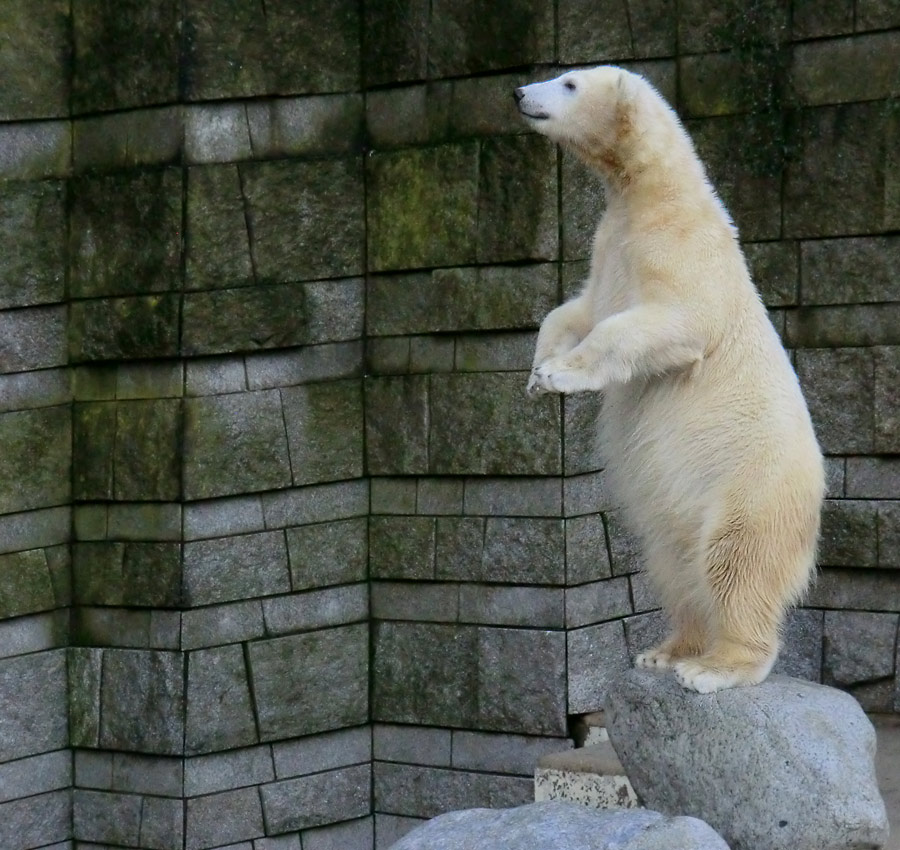 Eisbärjungtier ANORI am 17. Februar 2013 im Zoo Wuppertal
