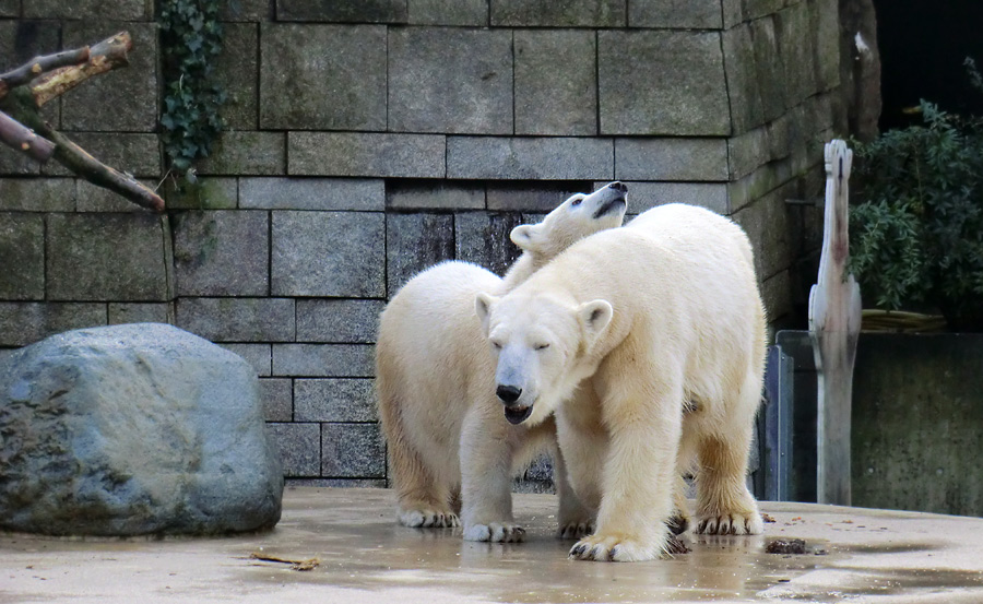 Eisbärjungtier ANORI und Eisbärin VILMA am 17. Februar 2013 im Zoologischen Garten Wuppertal