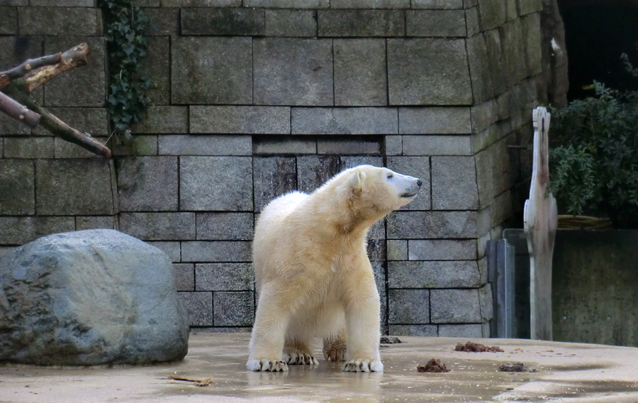Eisbärjungtier ANORI am 17. Februar 2013 im Wuppertaler Zoo