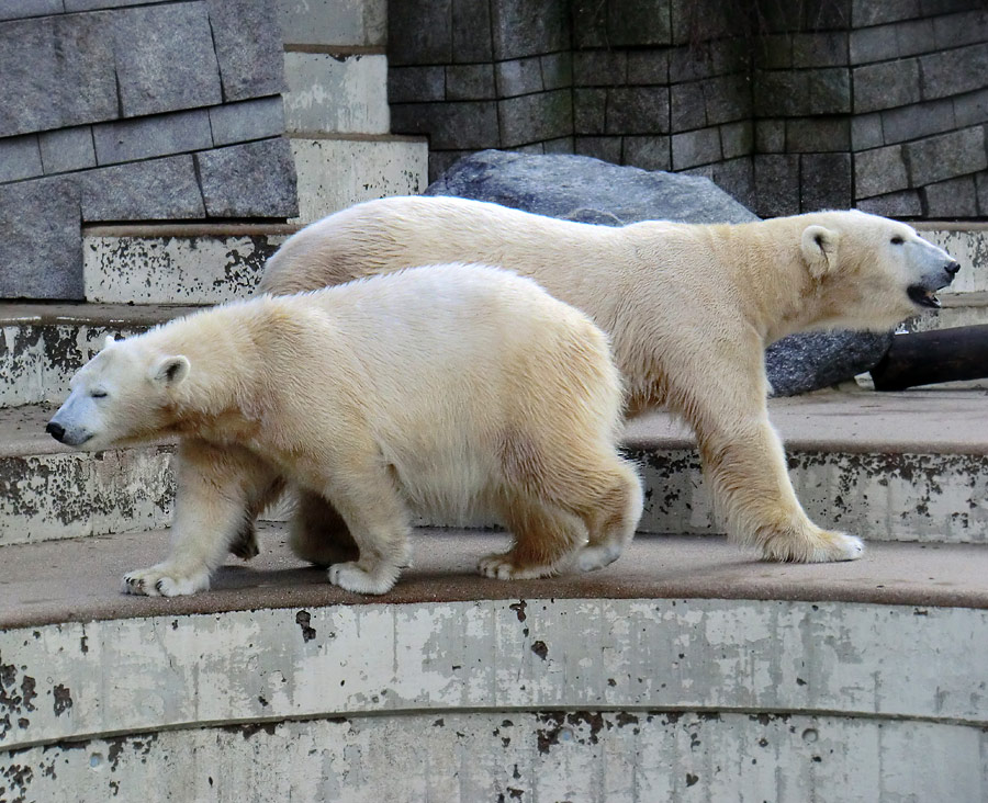 Eisbärjungtier ANORI und Eisbärin VILMA am 17. Februar 2013 im Zoo Wuppertal