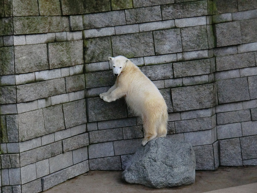 Eisbärjungtier ANORI am 17. Februar 2013 im Zoologischen Garten Wuppertal