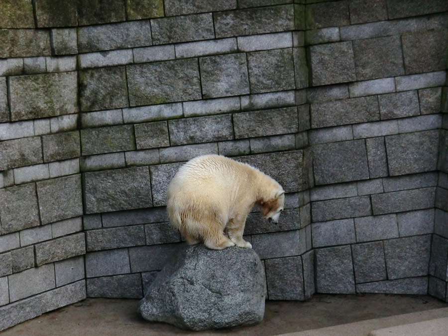 Eisbärjungtier ANORI am 17. Februar 2013 im Wuppertaler Zoo