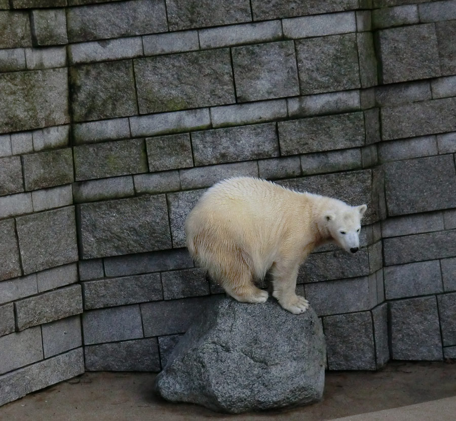 Eisbärjungtier ANORI am 17. Februar 2013 im Zoo Wuppertal