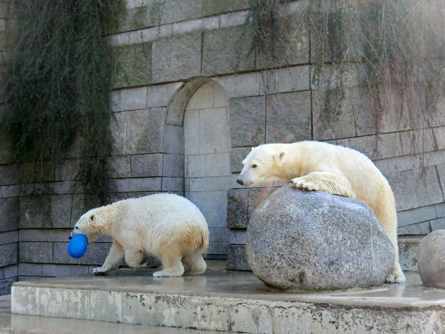 Eisbärjungtier ANORI und Eisbärin VILMA am 1. April 2013 im Zoologischen Garten Wuppertal