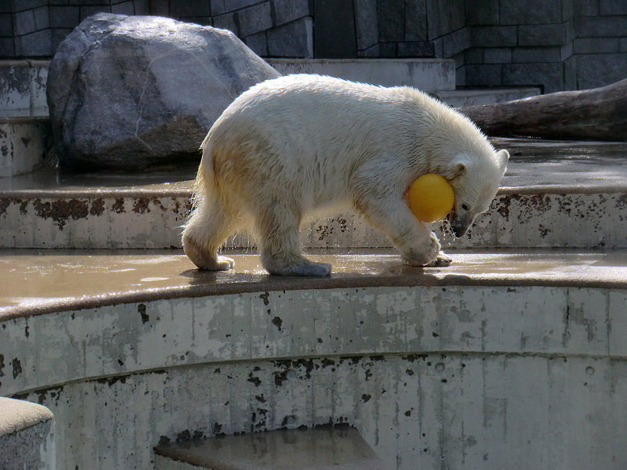 Eisbärjungtier ANORI am 1. April 2013 im Zoologischen Garten Wuppertal