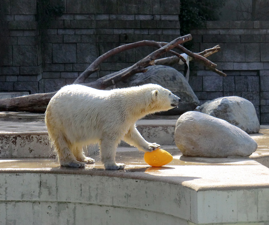 Eisbärjungtier ANORI am 1. April 2013 im Wuppertaler Zoo