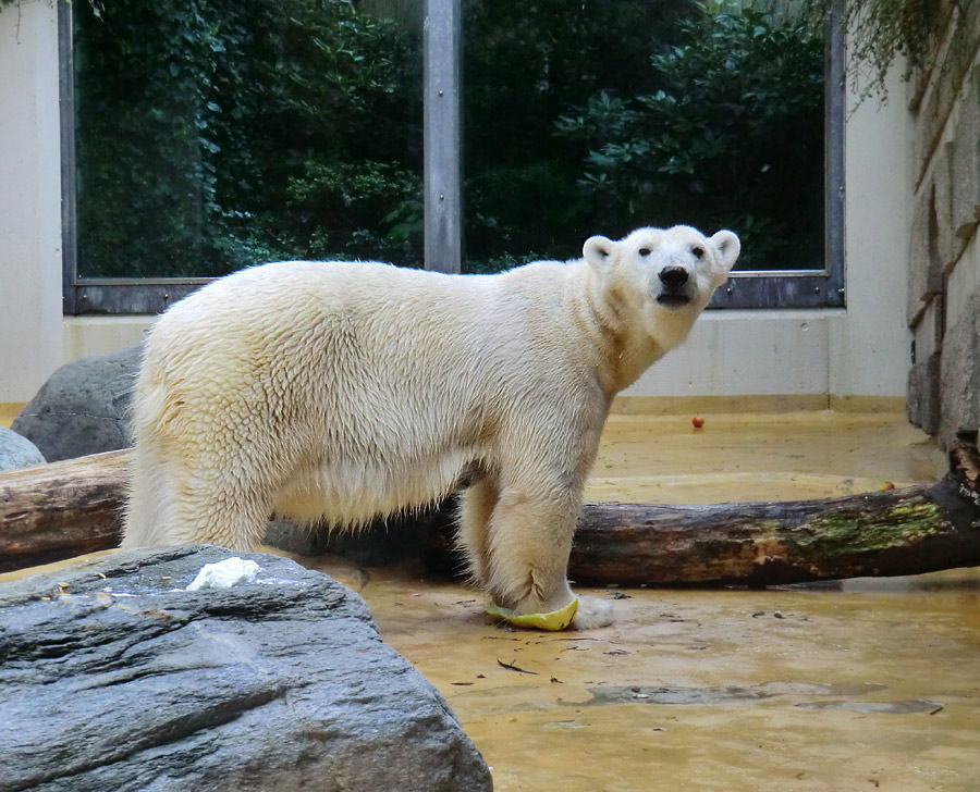 Eisbärin VILMA am 13. Mai 2013 im Zoo Wuppertal