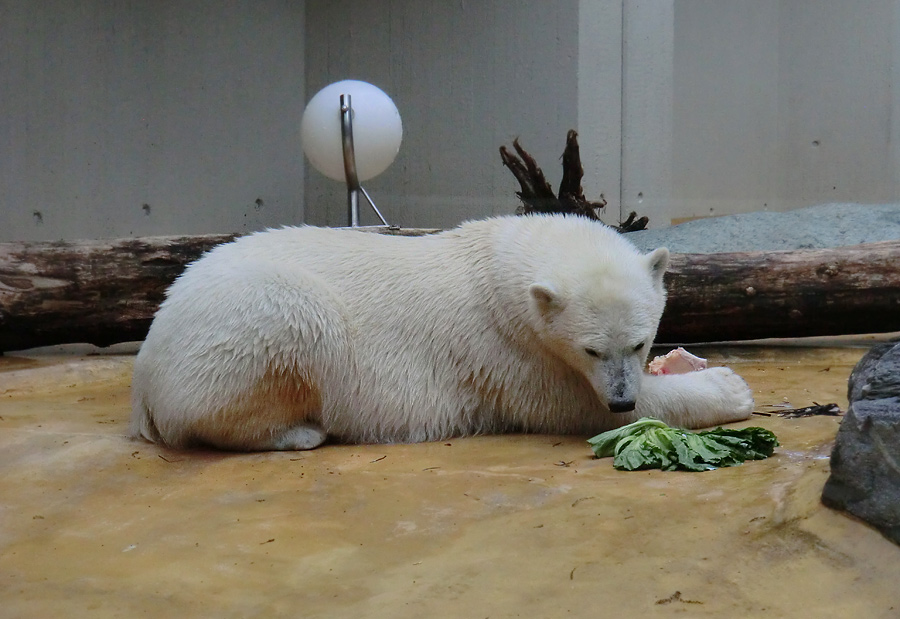 Eisbärjungtier ANORI am 13. Mai 2013 im Zoologischen Garten Wuppertal