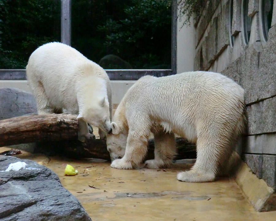 Eisbärjungtier ANORI und Eisbärin VILMA am 13. Mai 2013 im Zoologischen Garten Wuppertal