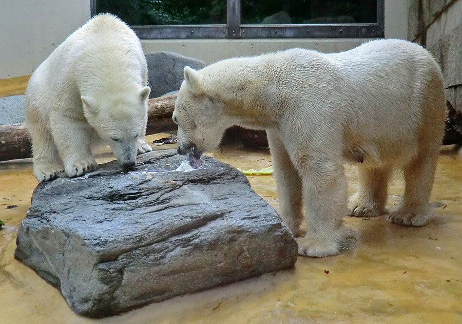 Eisbärjungtier ANORI und Eisbärin VILMA am 13. Mai 2013 im Zoologischen Garten Wuppertal