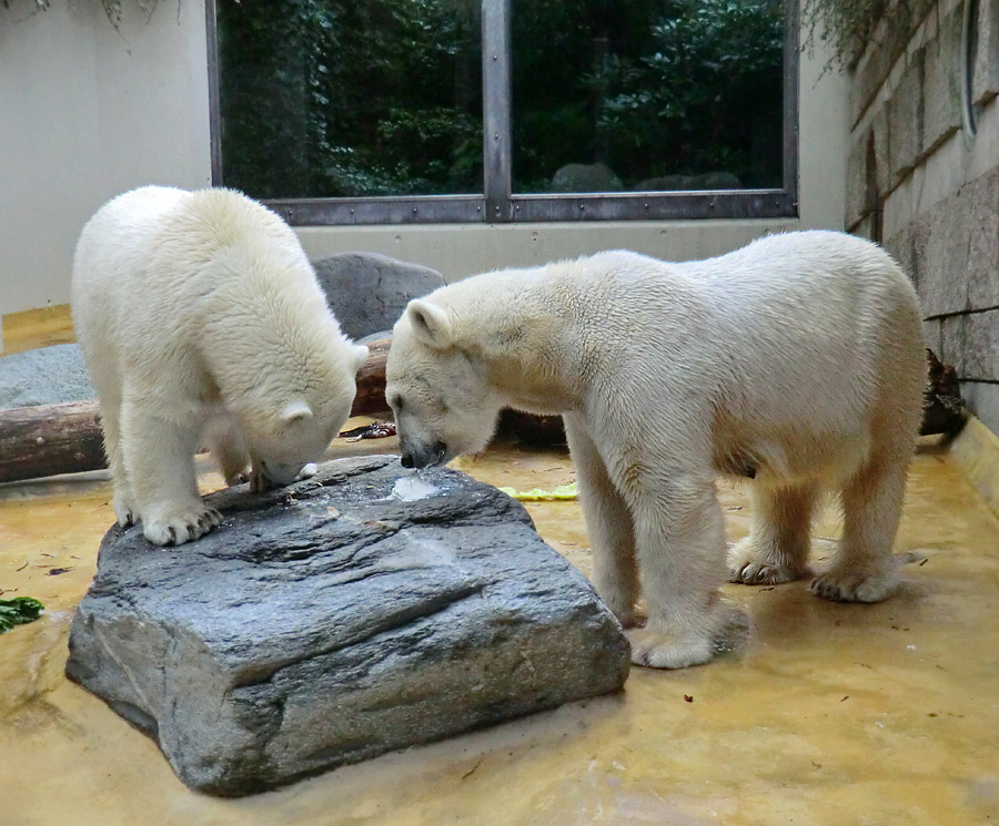 Eisbärjungtier ANORI und Eisbärin VILMA am 13. Mai 2013 im Wuppertaler Zoo