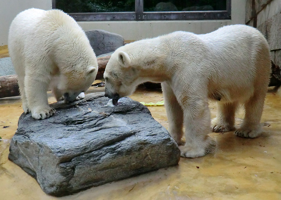 Eisbärjungtier ANORI und Eisbärin VILMA am 13. Mai 2013 im Zoo Wuppertal