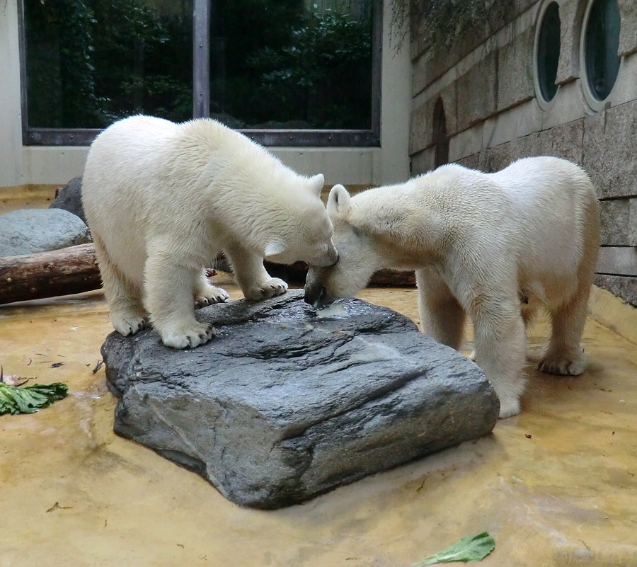 Eisbärjungtier ANORI und Eisbärin VILMA am 13. Mai 2013 im Zoo Wuppertal