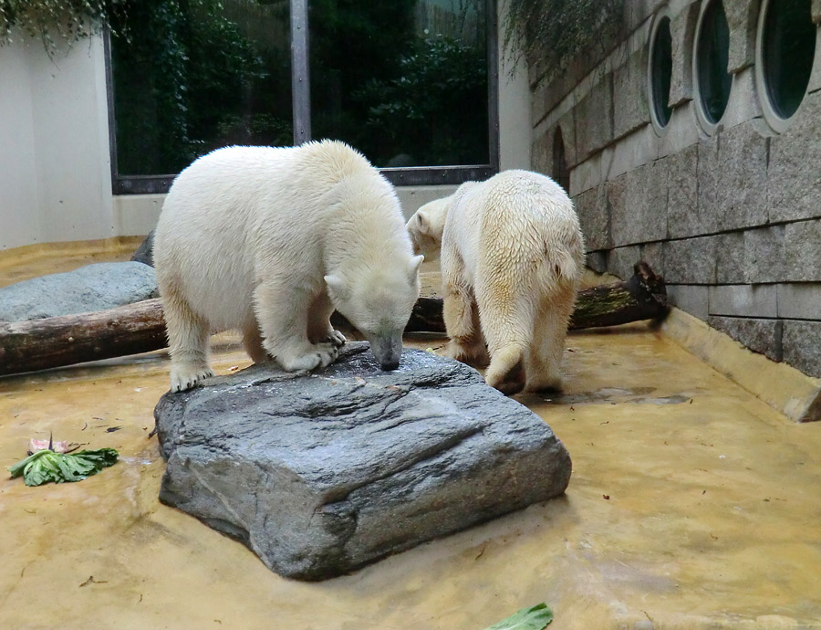 Eisbärjungtier ANORI und Eisbärin VILMA am 13. Mai 2013 im Wuppertaler Zoo