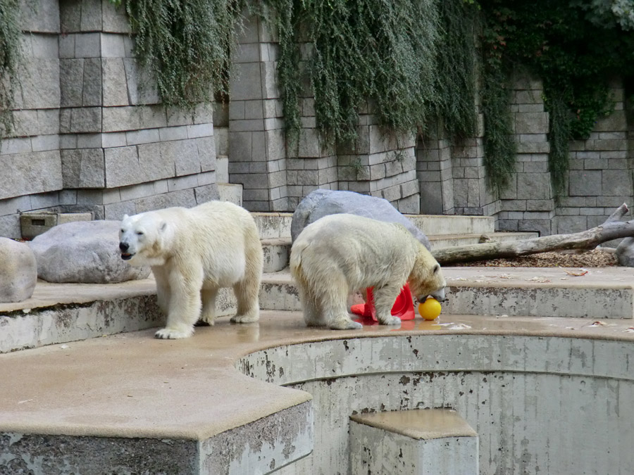 Eisbärin Vilma und Eisbärjungtier ANORI am 11. August 2013 im Wuppertaler Zoo