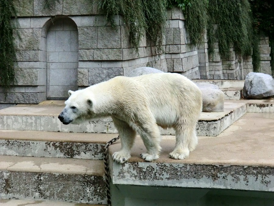 Eisbärin VILMA am 11. August 2013 im Wuppertaler Zoo