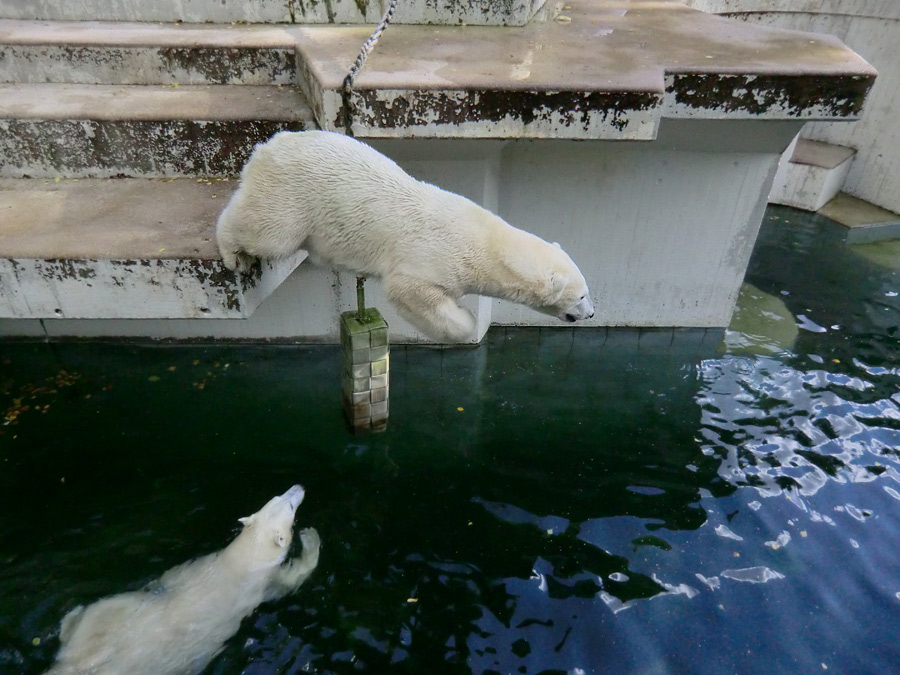 Eisbären am 16. September 2013 im Zoologischen Garten Wuppertal