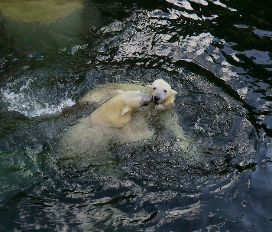 Eisbären am 16. September 2013 im Zoo Wuppertal