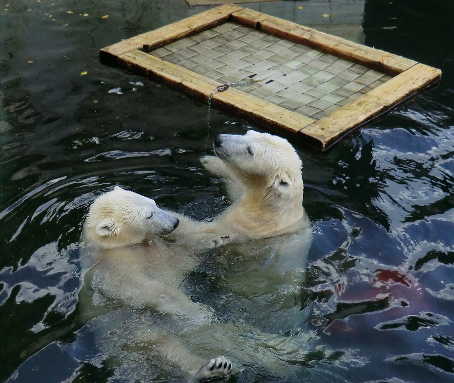 Eisbären am 16. September 2013 im Zoologischen Garten Wuppertal
