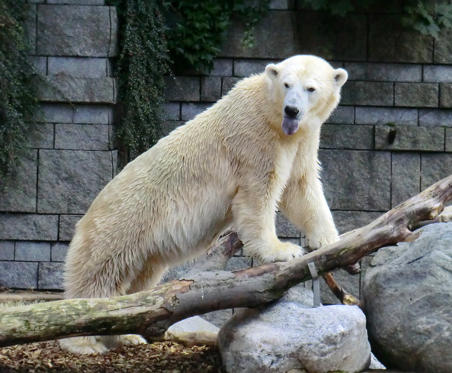 Eisbärin VILMA am 16. September 2013 im Wuppertaler Zoo