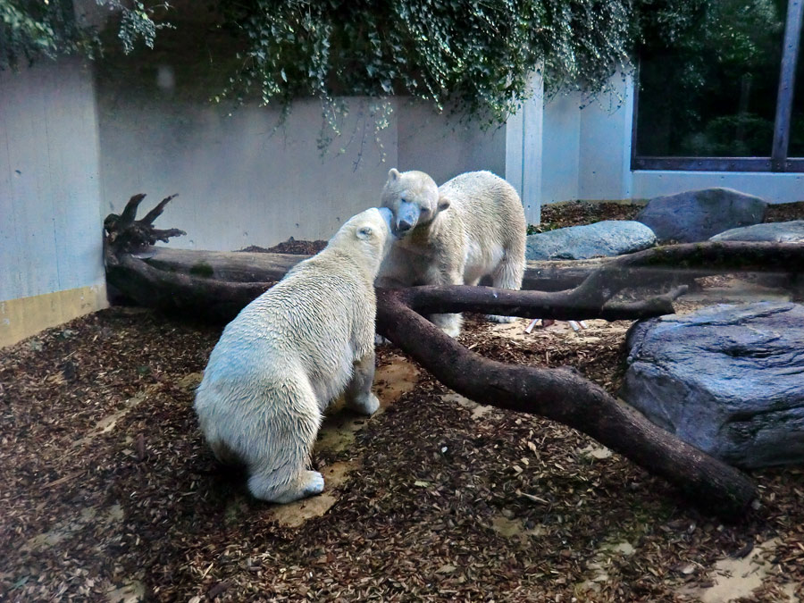 Eisbären am 16. September 2013 im Wuppertaler Zoo