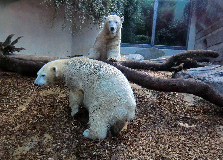 Eisbären am 16. September 2013 im Zoo Wuppertal