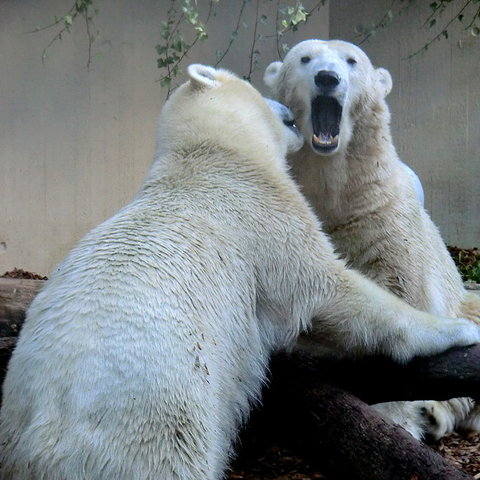 Eisbären am 16. September 2013 im Wuppertaler Zoo