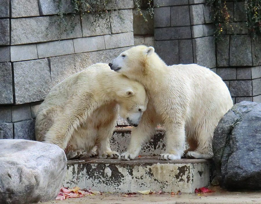 Eisbärin VILMA und Eisbärjungtier ANORI im Zoo Wuppertal am 18. Oktober 2013