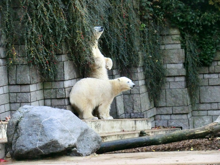 Eisbärjungtier ANORI und Eisbärin VILMA im Zoologischen Garten Wuppertal am 18. Oktober 2013