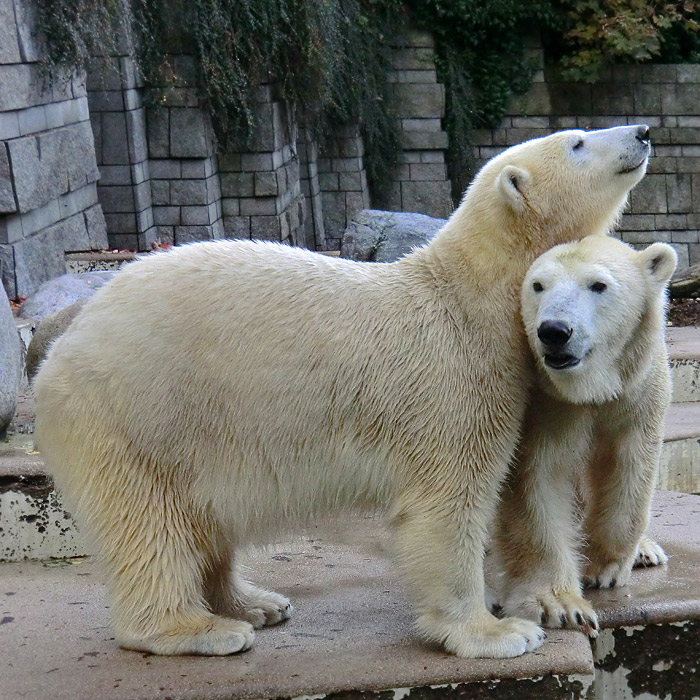 Eisbären im Oktober 2013 im Wuppertaler Zoo