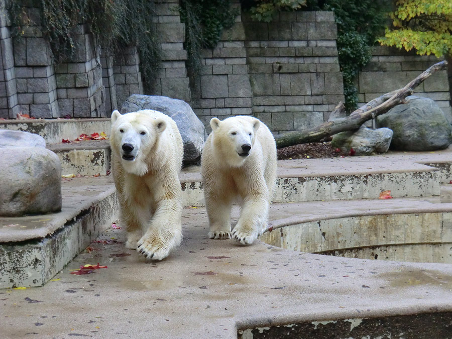 Eisbärin VILMA und Eisbärjungtier ANORI im Zoologischen Garten Wuppertal am 18. Oktober 2013