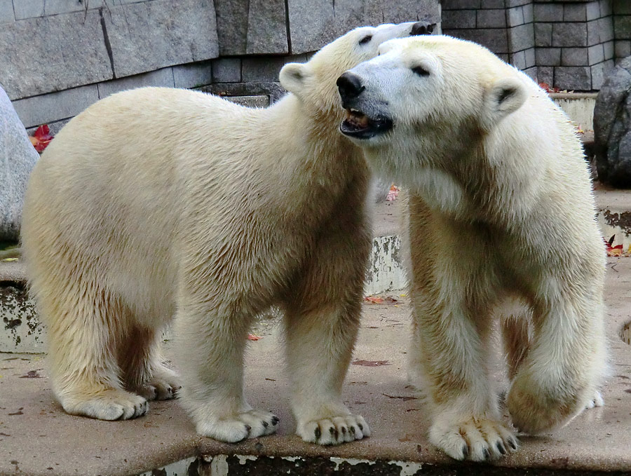 Eisbärjungtier ANORI und Eisbärin VILMA im Wuppertaler Zoo am 18. Oktober 2013