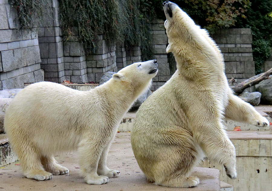 Eisbärjungtier ANORI und Eisbärin VILMA im Zoo Wuppertal am 18. Oktober 2013