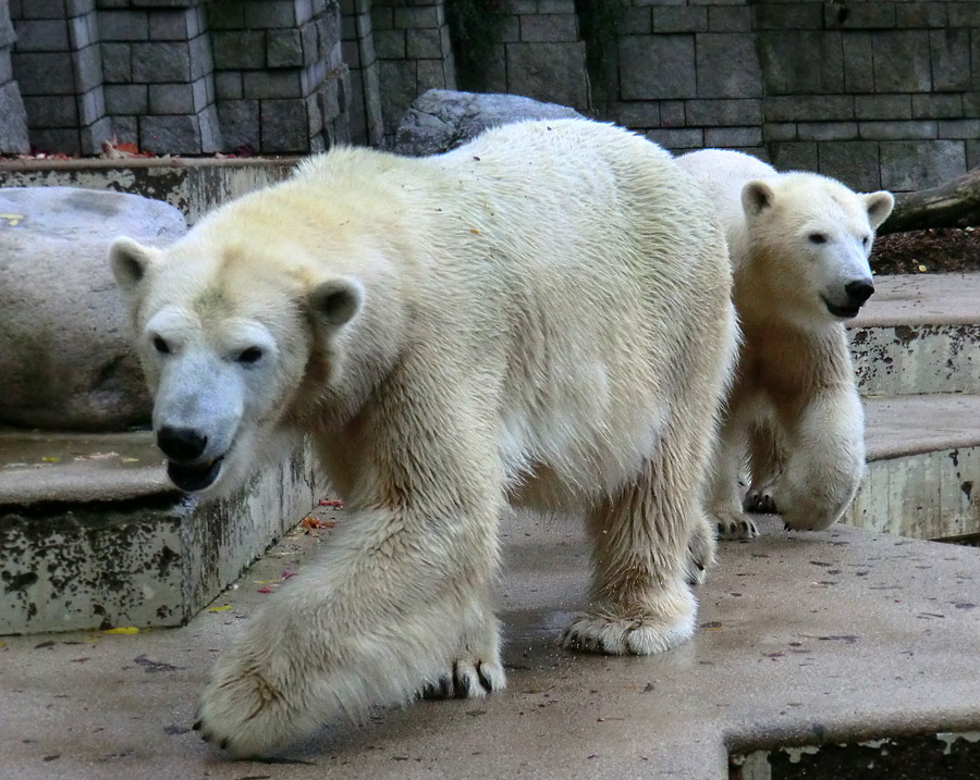 Eisbärin VILMA und Eisbärjungtier ANORI im Wuppertaler Zoo am 18. Oktober 2013