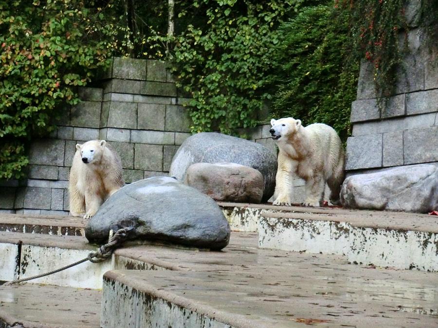 Eisbärjungtier ANORI und Eisbärin VILMA im Zoo Wuppertal am 18. Oktober 2013