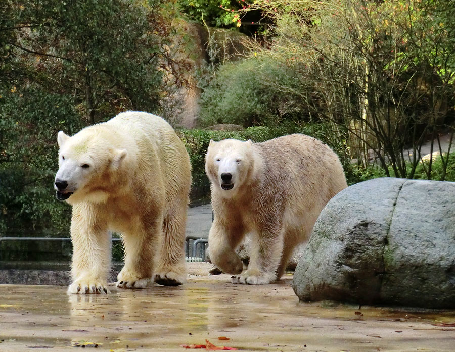 Eisbärin VILMA und Eisbärjungtier ANORI im Zoologischen Garten Wuppertal am 18. Oktober 2013