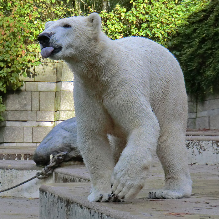 Eisbär LUKA im Zoo Wuppertal im Oktober 2013