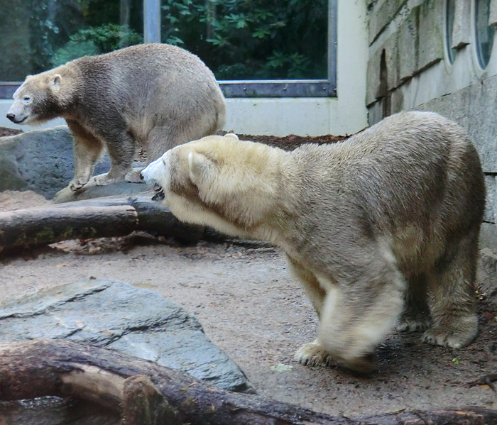 Eisbären ANORI und VILMA im Oktober 2013 im Wuppertaler Zoo