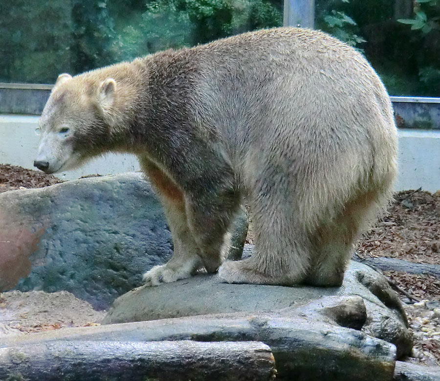 Eisbärjungtier ANORI im Zoologischen Garten Wuppertal am 19. Oktober 2013