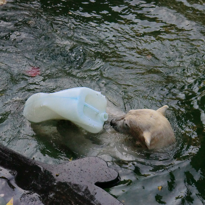 Eisbär LUKA im Oktober 2013 im Wuppertaler Zoo