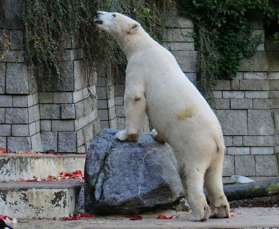 Eisbär LUKA im Zoo Wuppertal am 19. Oktober 2013