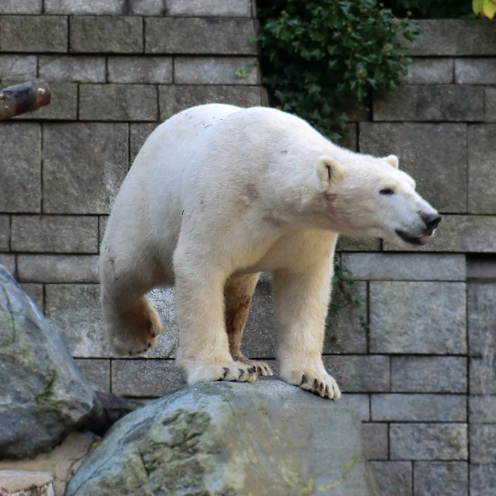 Eisbär LUKA im Oktober 2013 im Wuppertaler Zoo