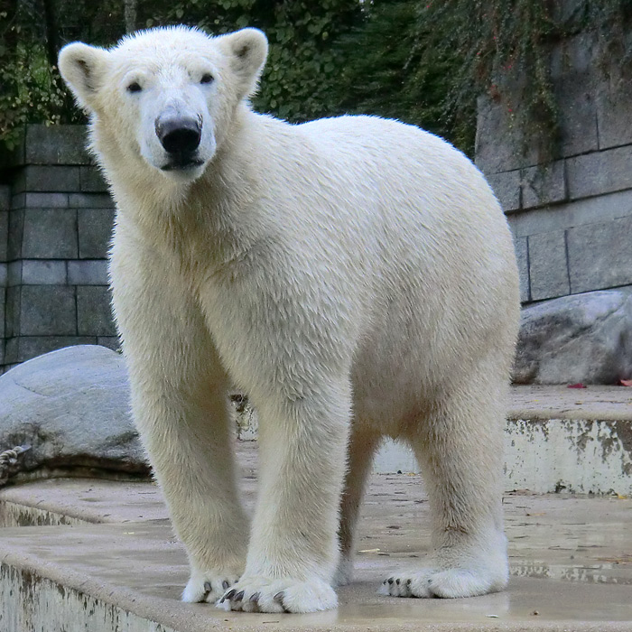 Eisbär Luka im Oktober 2013 im Wuppertaler Zoo