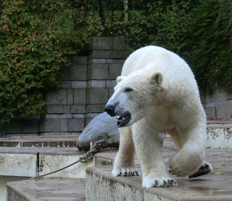 Eisbär LUKA im Zoo Wuppertal am 19. Oktober 2013