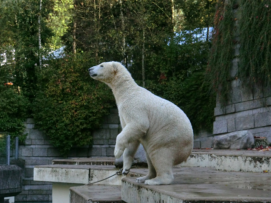Eisbär LUKA im Zoologischen Garten Wuppertal am 19. Oktober 2013