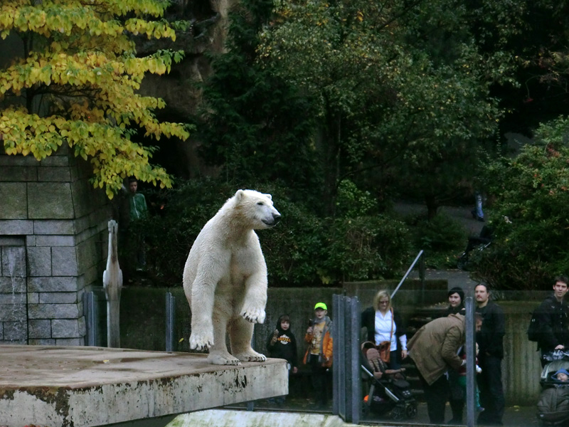 Eisbär LUKA im Zoologischen Garten Wuppertal am 19. Oktober 2013