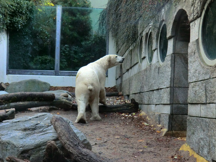 Eisbär LUKA im Wuppertaler Zoo am 19. Oktober 2013